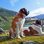 Du Pelerin-chalet De Montagne Jusqu'a 20 Personnes